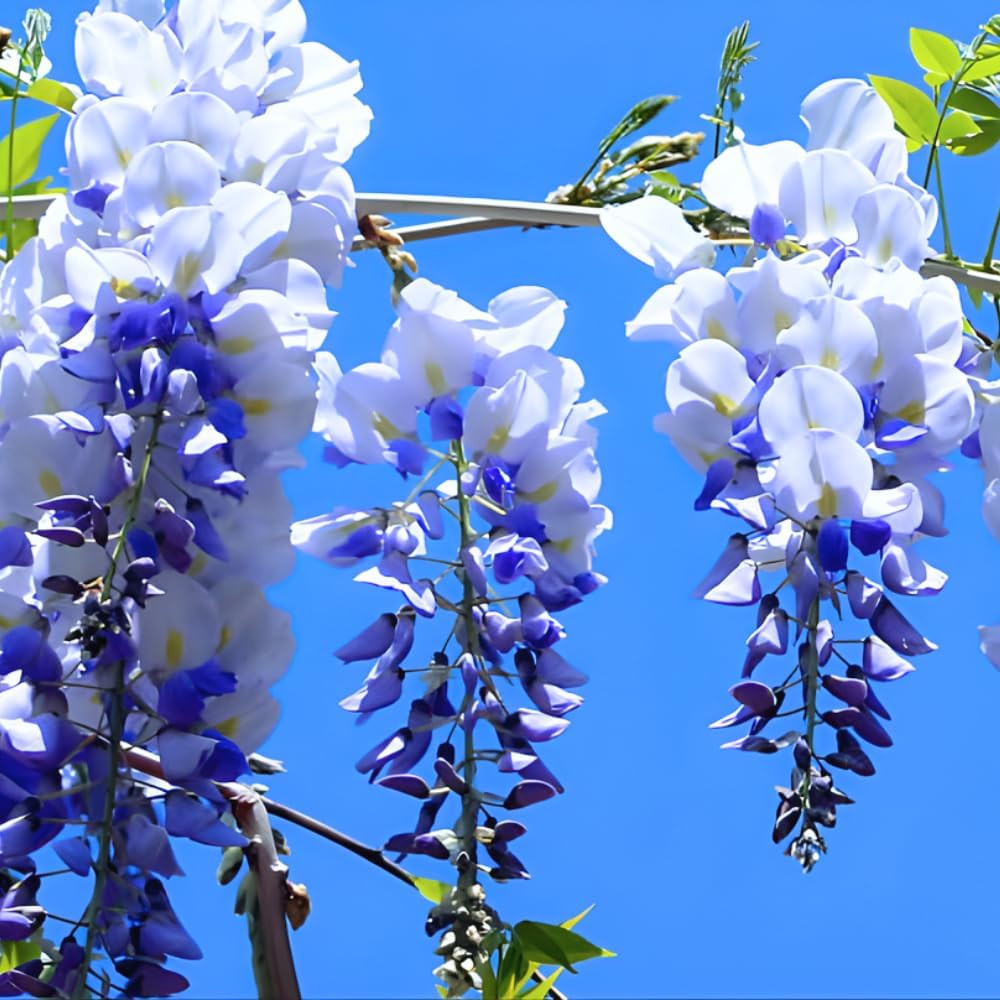 3 Blue Wisteria Plant in 2.5 Inch Pot, Blue Flowering Tree, Easy-Care Climbing Vine for Landscapes, Fences & Outdoor Garden Décor