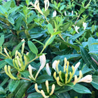 2 Live Bush Honeysuckle Plants Live for Planting | 6–12 Inc Starter Size | Non-Climbing Fragrant Flowering Shrub for Outdoor Gardens, Hedges & Walkways