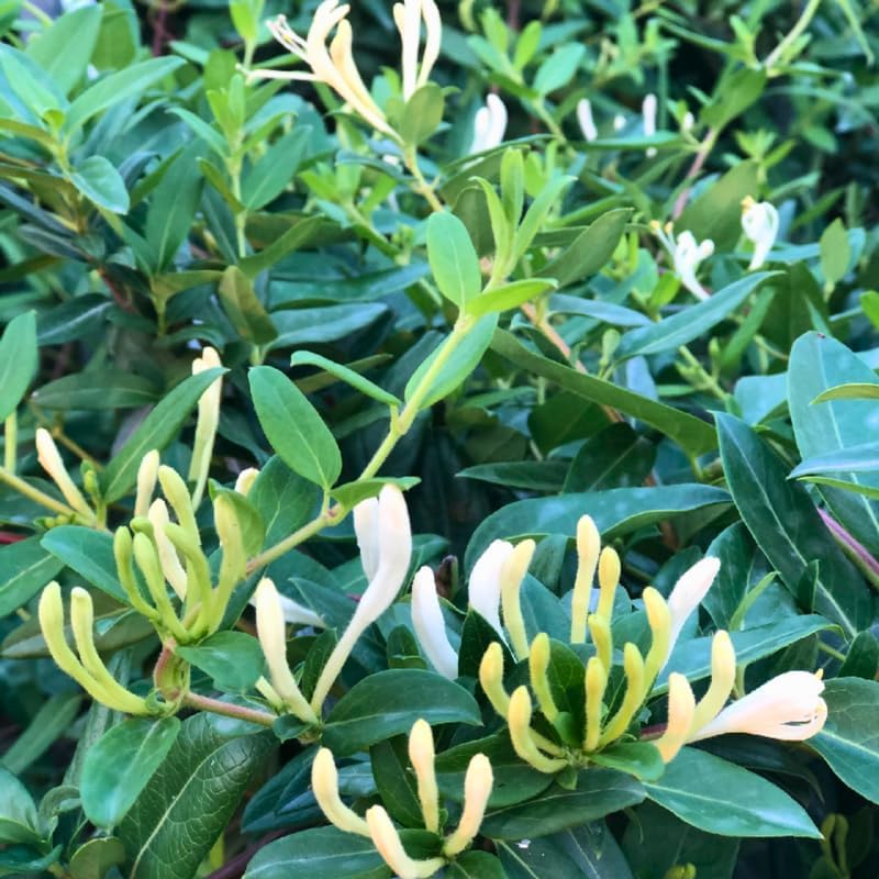 2 Live Honeysuckle Plants | 8–12 Inch Rooted Cutting Size | Fragrant Flowering Shrubs for Outdoor Gardens, Fences, and Walkways