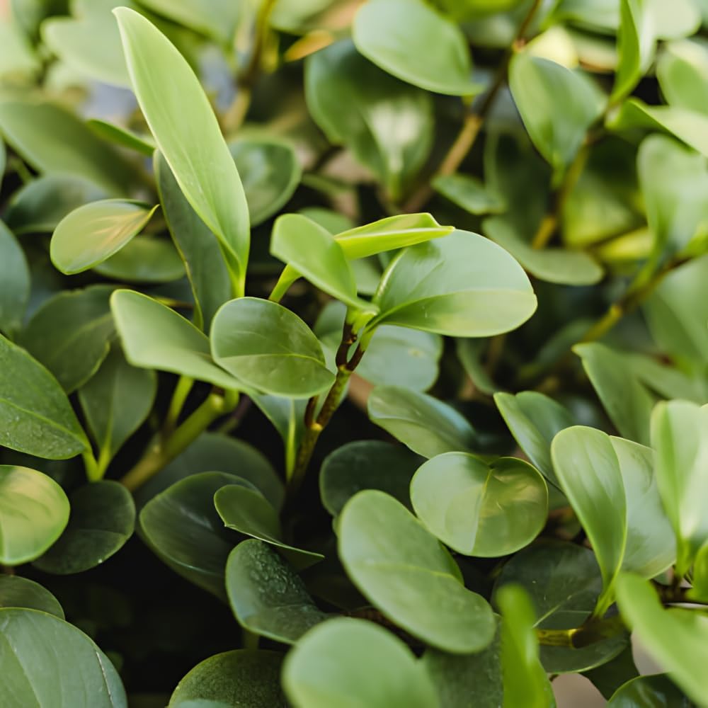 Raindrop Chinese Money Plant, 4" Pot, Stunning Indoor Plant for Home Décor, Robust Pet-Safe Houseplant with Unique Teardrop Leaves, Sturdy Upright Growth