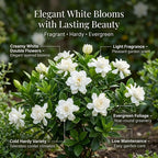 Frostproof Jasmine Gardenia Live Plant, 4-5 Inch Bare Root Starter, Vigorous Cold-Hardy Evergreen Shrub with Fragrant White Blooms, Sturdy Low Maintenance Flowering Hedge