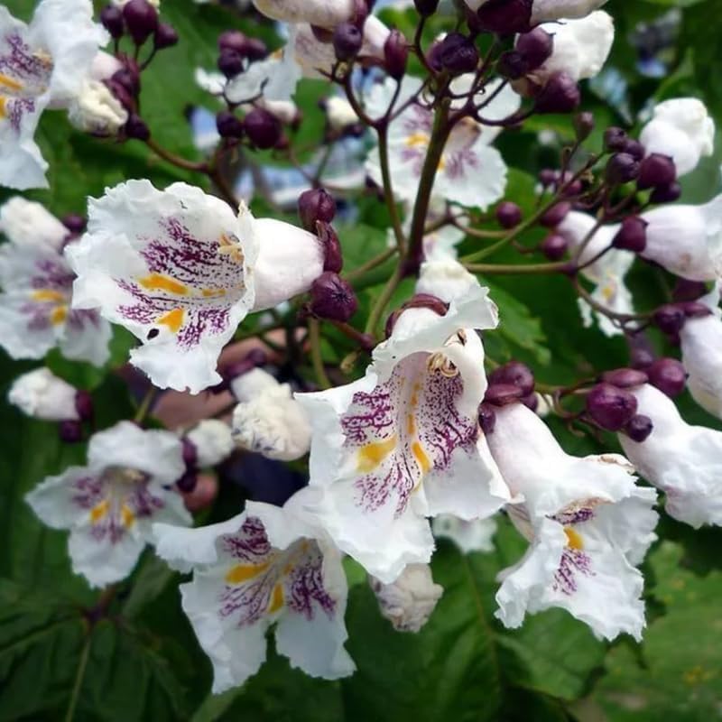 Catalpa Tree Live Plants (Set of 5) – 6–12 Inch Hardy Outdoor Trees | Fast-Growing Shade Trees with Large Leaves & White Flowers