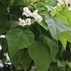 10 Catalpa Tree Plant Live – Catalpa Native Seedlings 1–2 Feet Tall | Easy to Grow Outdoor Trees for Backyard Shade & Wildlife Habitat