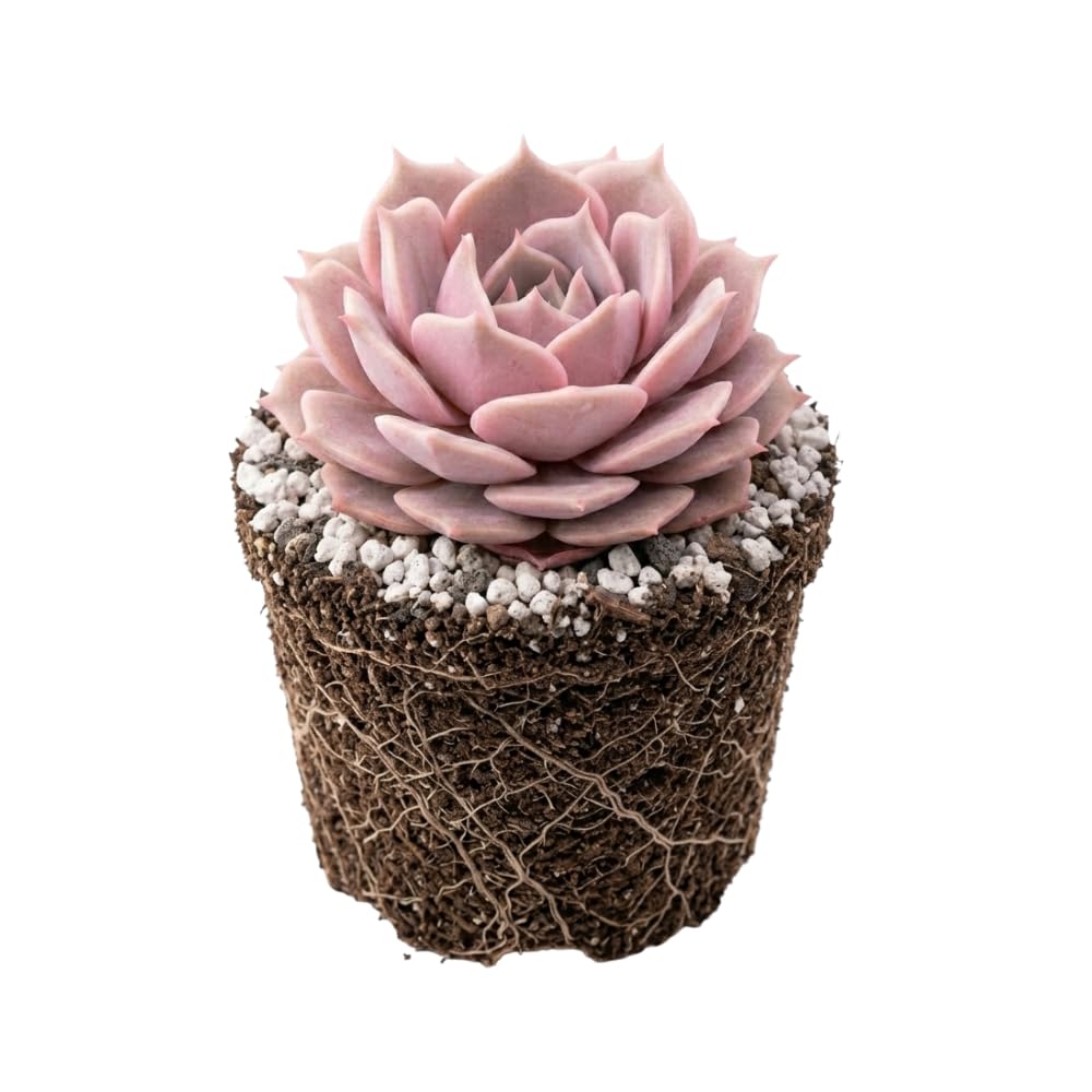 Echeveria Chroma Succulent Plant Live, 2 Inch Pot, Unique Live Succulent, Low Maintenance, Easy Care, Beautiful Indoor Houseplant, Ideal for Home Décor & Gifts