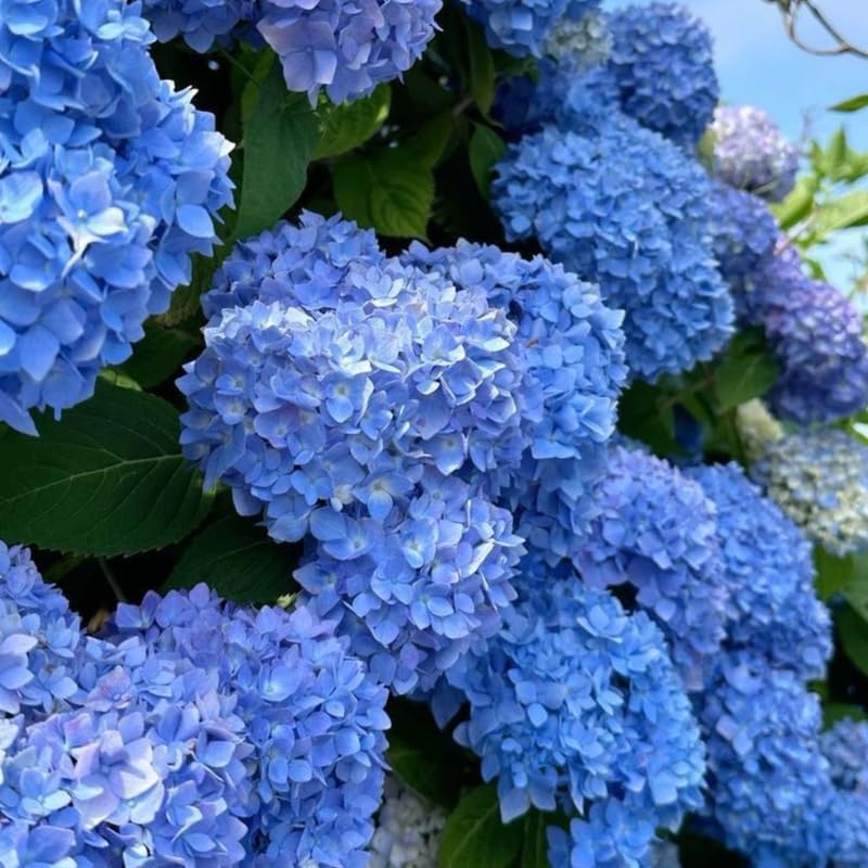 2 Blue Hydrangea Tree Live Plants | 6-18 Inch Bare Root Seedlings | Low Maintenance Flowering Shrub | Well-Rooted Plants for Garden