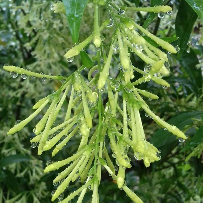 Night Blooming Jasmine Plant Live in 4 Inch Pot | Fragrant Night Blooming Plant | Live Jasmine Plant for Indoor Spaces, Home & Office Décor | Easy to Grow