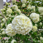 2 Snowball Bush Live Plants | Japanese Snowball Viburnum Live Plant for Outdoor Growing | 1–2 Feet Tall Bare Root Shrubs | Ideal for Garden Planting and Landscape Use