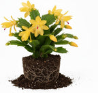 Yellow Christmas Cactus Plant Live | 3 to 4 Inch Tall Indoor Decorative Plant for Home & Office | Christmas Plants Live Houseplants