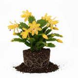 Yellow Christmas Cactus Plant Live| 4 to 7 Inch Tall Potted Indoor Decorative Plant for Home & Office | Live Christmas Cactus Plants Houseplants | Christmas Hanging Baskets for Outdoors
