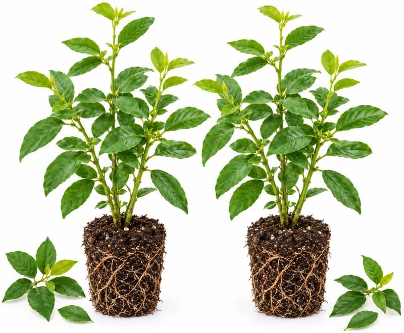 2 Katuk Live Plant, Sauropus Androgynus Sweet Leaf Plant