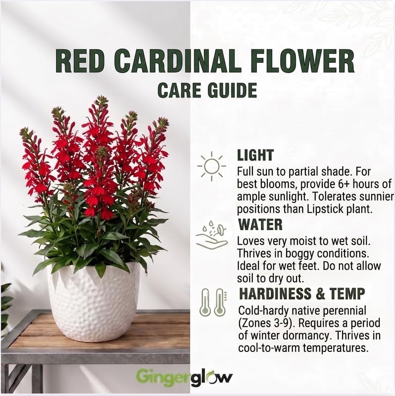 5 Red Cardinal Flower Roots, Easy to Grow, Fast Growing, Perennial Wildflower with Vibrant Blooms, Ideal for Garden Beds & Borders