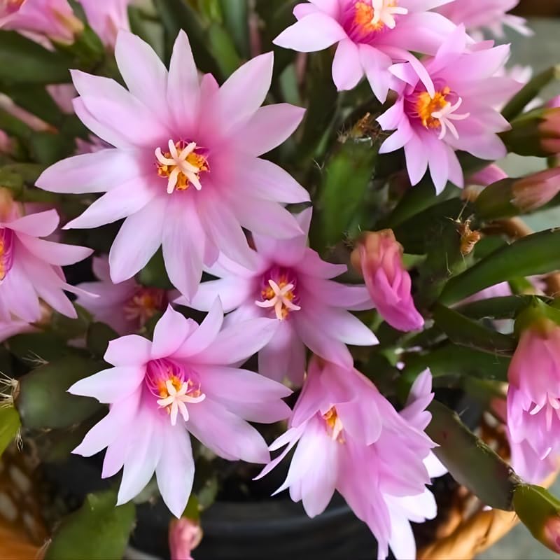 Pink Easter Cactus Plants Live | Spring Cactus Plant 3 Inch Tall | Compact Flowering Easter Cactus | Low Maintenance Indoor Houseplant for Home Decor