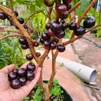 Jabuticaba Fruit Tree for Planting | Jaboticaba Live Tree | 2.5–3 Ft Potted Tropical Fruit Tree | Sweet Edible Berries for Home Gardens Patios & Containers | No Ship to CA,HI,AK