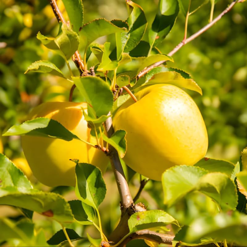(No Ship to CA,HI,AK) Golden Delicious Apple Tree in 5 Gallon Established Pot, Live Fruiting Shrub for Homegrown Summer and Fall Harvests