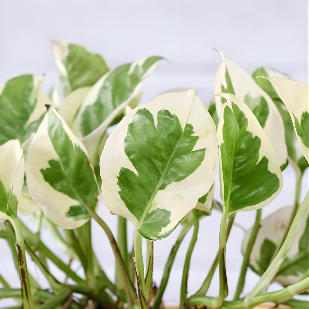 N’Joy Live Pothos Plant in 4 Inch Pot | Epipremnum Aureum Indoor Plant with Stunning White Variegation | Low Maintenance Pothos for Office & Indoor Garden Décor