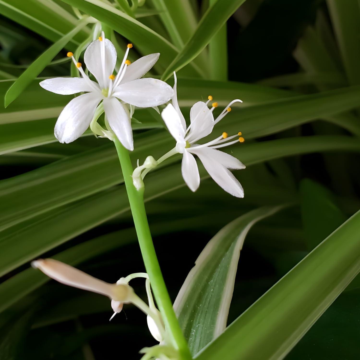 Hanging Curly Spider Plant Live in 4 Inch Pot | Bonnie Spider Plant | Air-Purifying | Low Maintenance | Perfect for Home and Office Decor | Easy Care Starter Plants