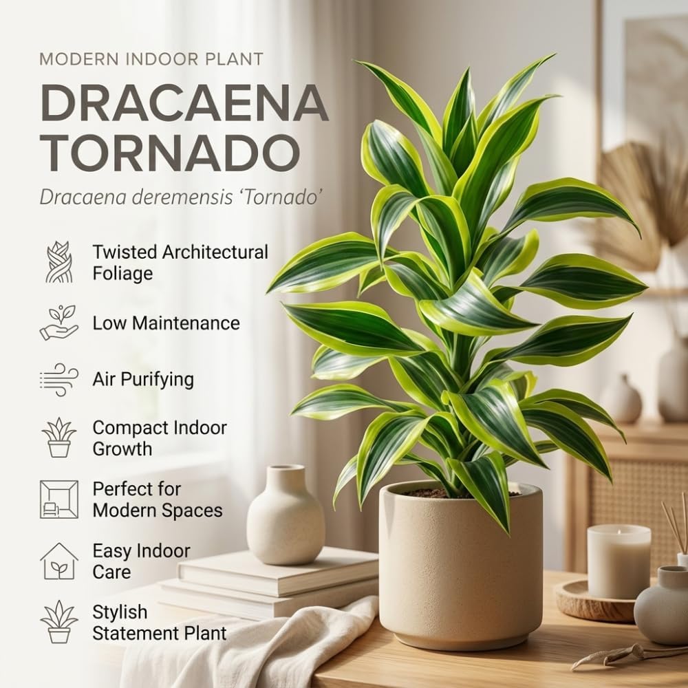 Dracaena Tornado Live Plant, 4 Inch Pot, Sturdy Low Maintenance Indoor Plant with Twisted Curly Leaves for Home & Office Desk Decor