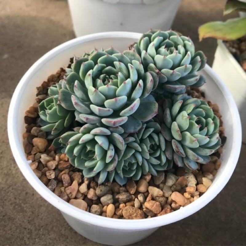3 Echeveria Minima Succulents Live Plants, Echeveria Succulent Plant in 2 Inch Pot, Low Maintance, Unique Collections for Beginners