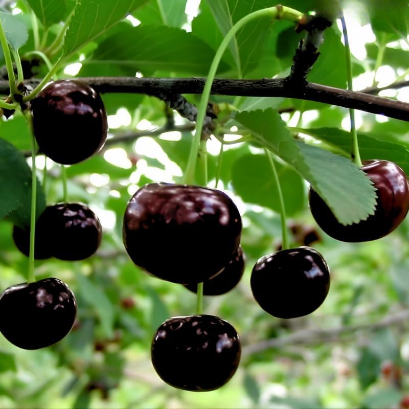2 Live Black Cherry Tree for Planting 6–12 Inches Tall | Sweet Cherry Plant Live for Outdoor Garden Planting, Backyard Use & Landscape Design
