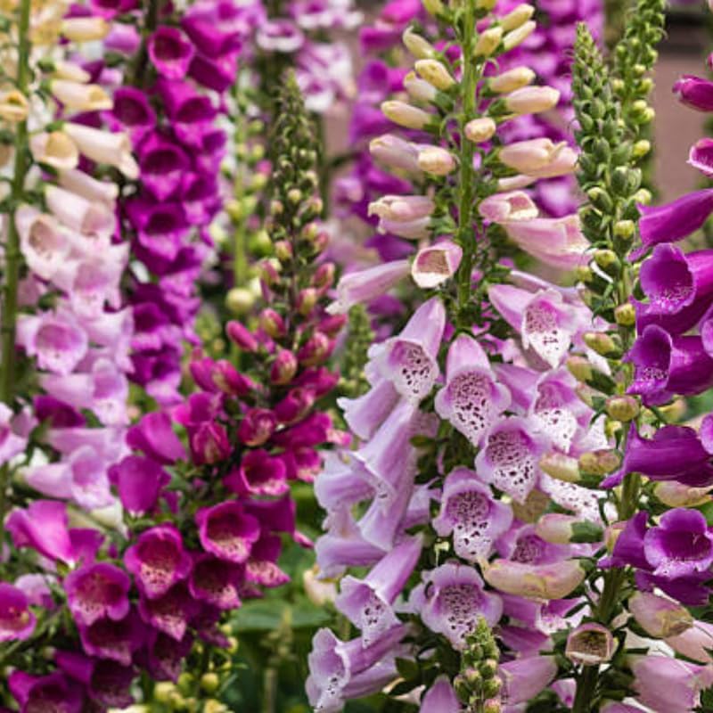 3 Foxglove Live Plant in 3-inch Pot, Established Live Flowering Plant, Well-Rooted & Low Maintenance Outdoor Garden Plant