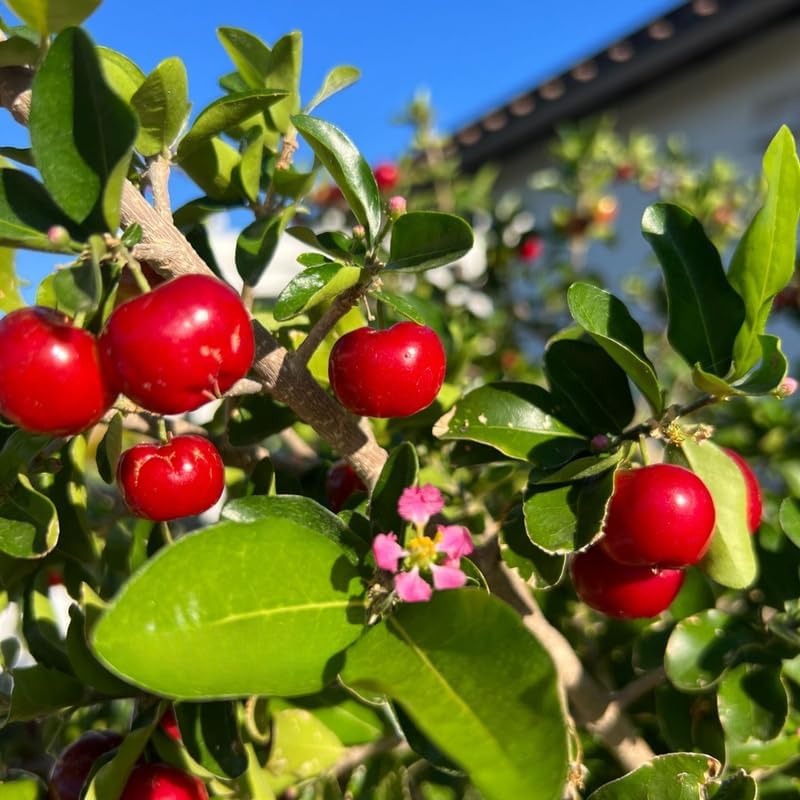 Live Barbados Cherry Tree | 3 Gallon Pot | 30-36 Inches Tall Tropical Shrub | Pink Flowering Acerola Fruit Tree | Well-Rooted Plant for Home Orchard | No Ship to CA,HI,AK