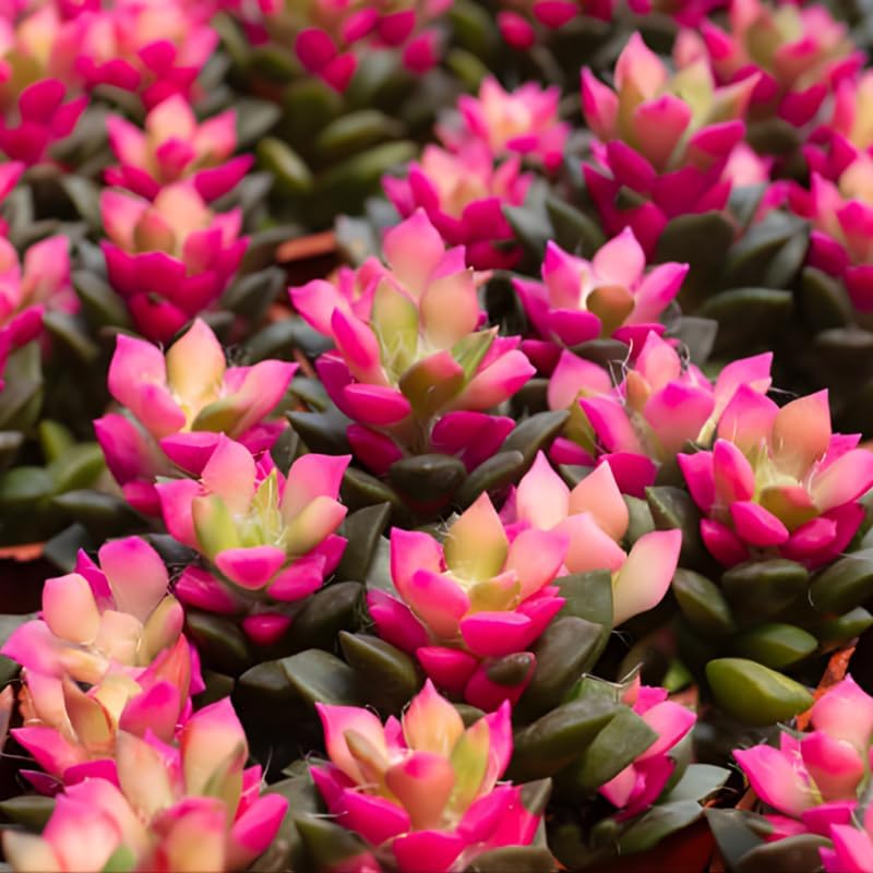 Anacampseros Sunrise Succulents in 2 Inch Pot, Anacampseros Telephiastrum, Ideal for Modern Home Décor, Desk Displays & Plant Collections
