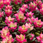 Anacampseros Sunrise Succulents in 2 Inch Pot, Anacampseros Telephiastrum, Ideal for Modern Home Décor, Desk Displays & Plant Collections