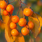 2 American Persimmon Tree for Planting – 12 to 24 Inch Tall Potted Live Fruit Plant | No Ship to CA