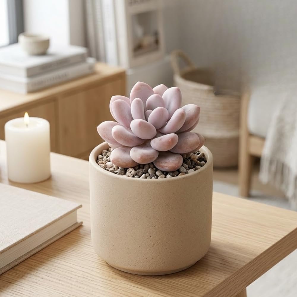 Pink Moonstone Succulent, 2 Inch Pot, Vigorous Pachyphytum Oviferum with Chubby Pastel Pink Leaves, Sturdy Low Maintenance Plant for Indoor Desks & Bright Windowsills