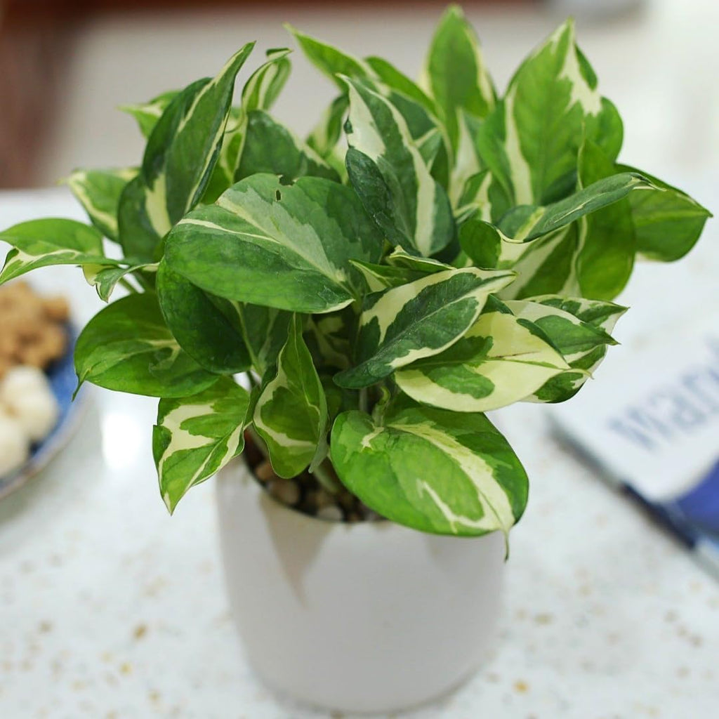 N’Joy Live Pothos Plant in 4 Inch Pot | Epipremnum Aureum Indoor Plant with Stunning White Variegation | Low Maintenance Pothos for Office & Indoor Garden Décor