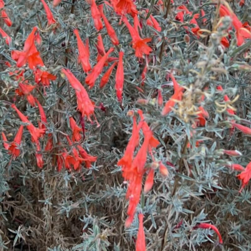 Fuchsia Plants Live, Gold and Red Foliage, 6-12 Inch Tall, Autumnale Variety, Trailing Flowering Plant, Ideal for Hanging Baskets