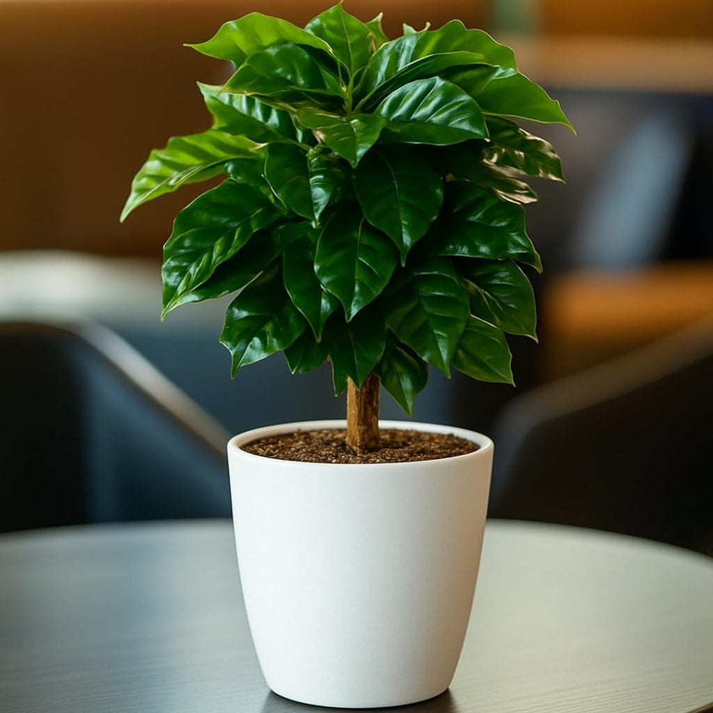 Live Arabica Coffee Plant in 4 Inch Pot| Suitable for Indoors or Patio | Tropical Houseplant for Beginners