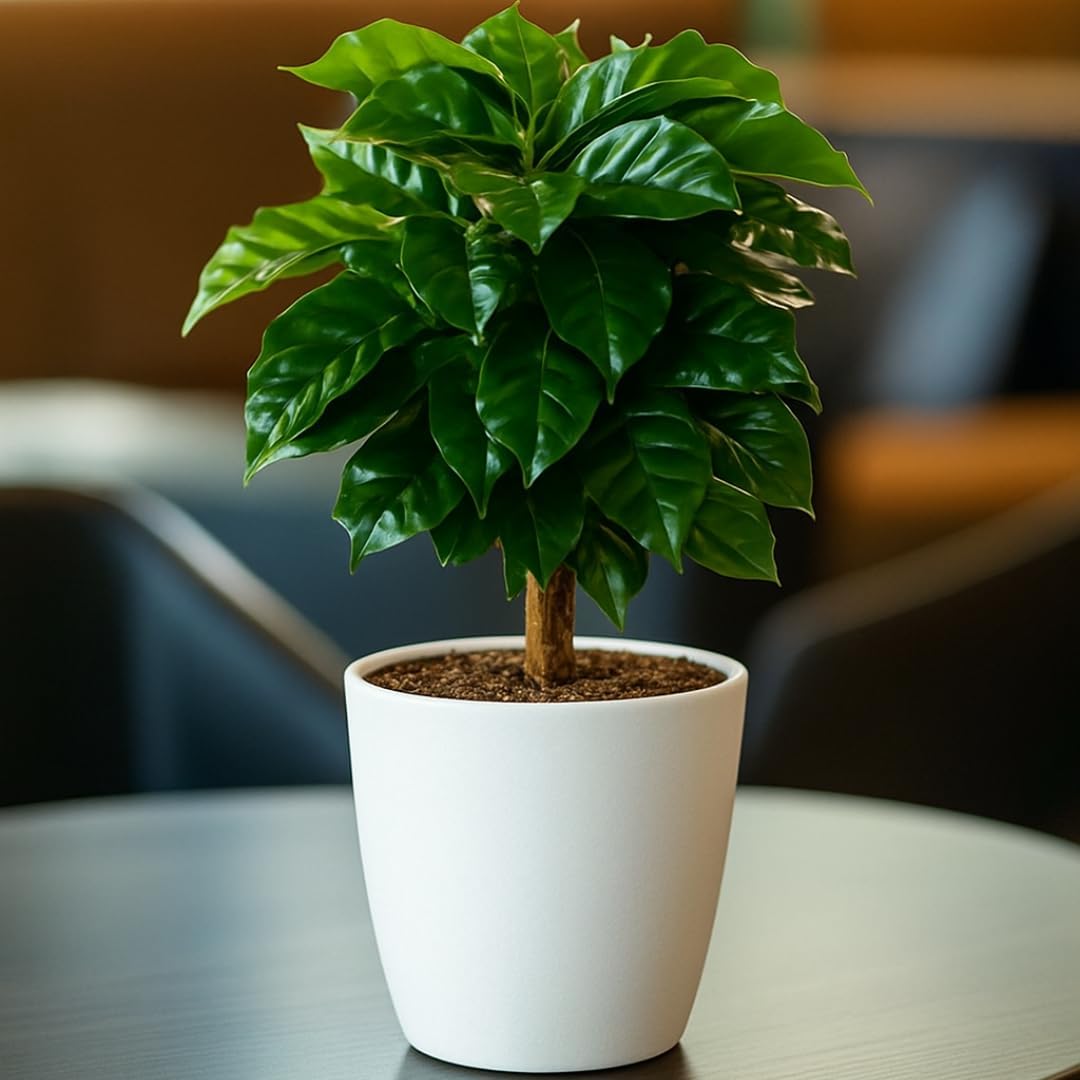 Live Arabica Coffee Plant in 4 Inch Pot| Suitable for Indoors or Patio | Tropical Houseplant for Beginners