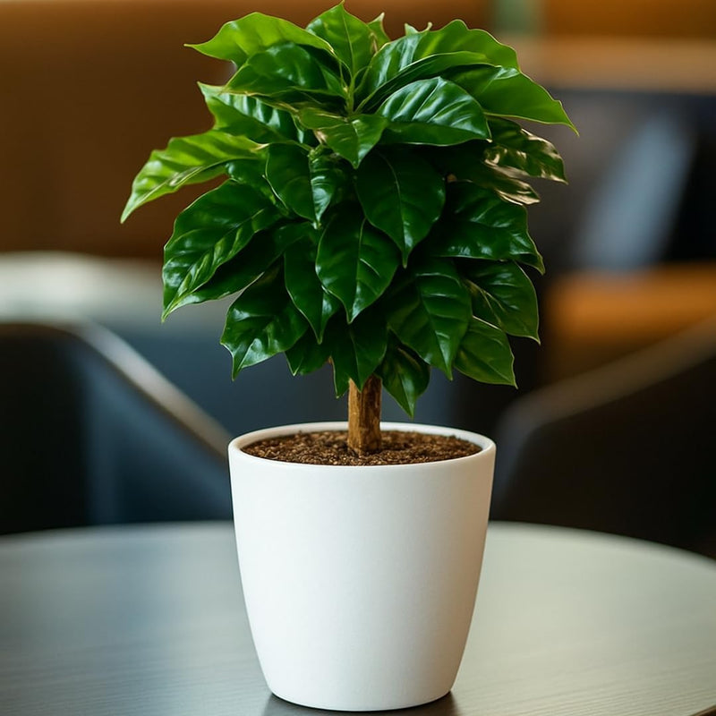 Live Arabica Coffee Plant in 6 Inch Pot| Suitable for Indoors or Patio | Tropical Houseplant for Beginners