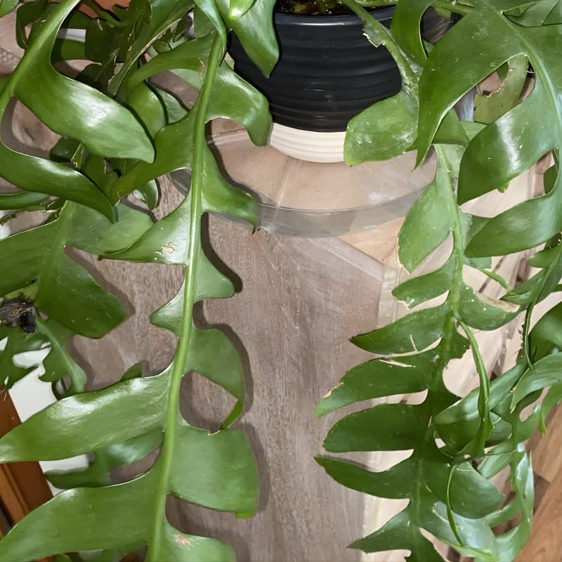 Fishbone Cactus RIC Rac Cactus Live Plant in 4" Inch Pot | Unique Fish Bone Patterned Foliage | Easy-Care Indoor Tropical Houseplant | Ideal Gift for Plant Lovers