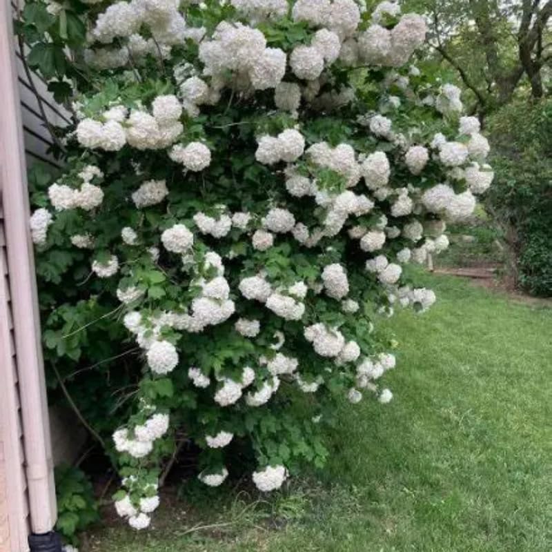 2 Japanese Snowball Bush for Planting – 6–12 Inch Live Viburnum Plant Live | Hardy White Blooming Plants for Borders & Landscapes