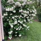 2 Japanese Snowball Bush for Planting – 6–12 Inch Live Viburnum Plant Live | Hardy White Blooming Plants for Borders & Landscapes