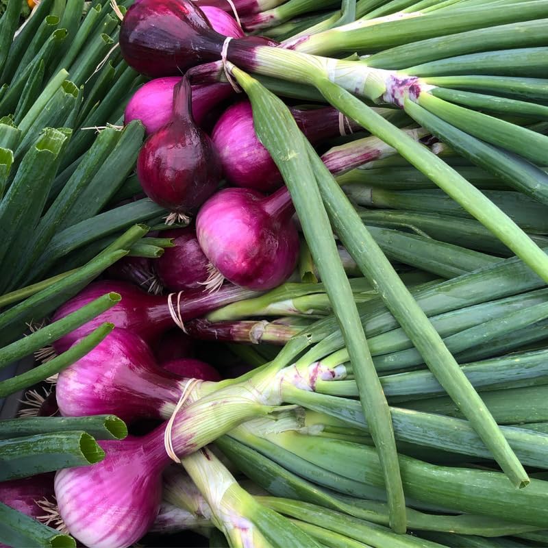 100 Red Onion Sets Bulbs, 100 Counts, Heirloom Onion Bulbs, Non-GMO, Easy to Grow Vegetable for Garden and Cooking Use