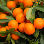 Tango Mandarin Oranges Tree Live Plant | 2.5–3 Feet Live Potted Citrus Tree | Sweet Juicy Fruit for Cooking Juicing & Home Gardening | No Ship to CA,HI,AK