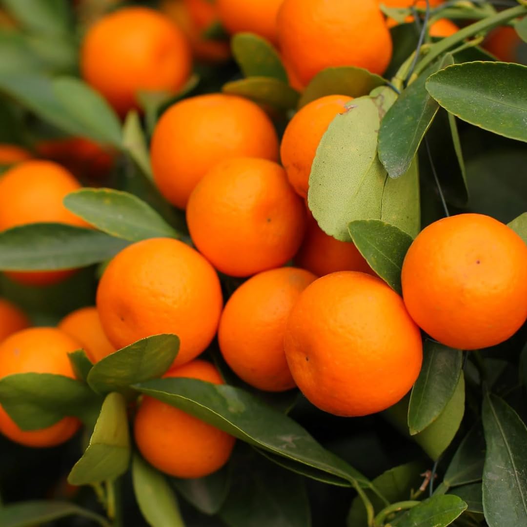(No Ship to CA,HI,AK) Hamlin Orange Tree for Planting | 1 Gallon Live Citrus Plant | Easy-Grow Edible Fruit Tree for Home Gardens & Patios