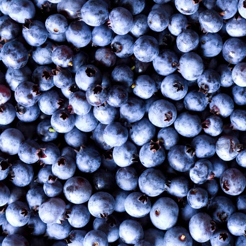 (No Ship to CA, HI, AK) Blueberries Tree Live Plants, 1-2 Feet Tall (2 Gal Pot) - Sweet Blue Berries Live Plants for Planting Outdoor