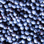 (No Ship to CA, HI, AK) Blueberries Tree Live Plants, 1-2 Feet Tall (2 Gal Pot) - Sweet Blue Berries Live Plants for Planting Outdoor