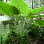 Elephant Ears Bulbs Grown Live Plant 1–2ft Tall | Colocasia Esculenta Tree for Outdoor Garden | Jungle-Style Landscaping & Shade Areas