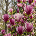 (No Ship to CA,HI,AK) Jane Magnolia Tree Live Plant, 3 Feet Tall in 3 Gallon Pot, Vigorous Cold-Hardy Deciduous Shrub, Sturdy Low Maintenance Plant for Pink Spring Blooms & Garden Landscapes