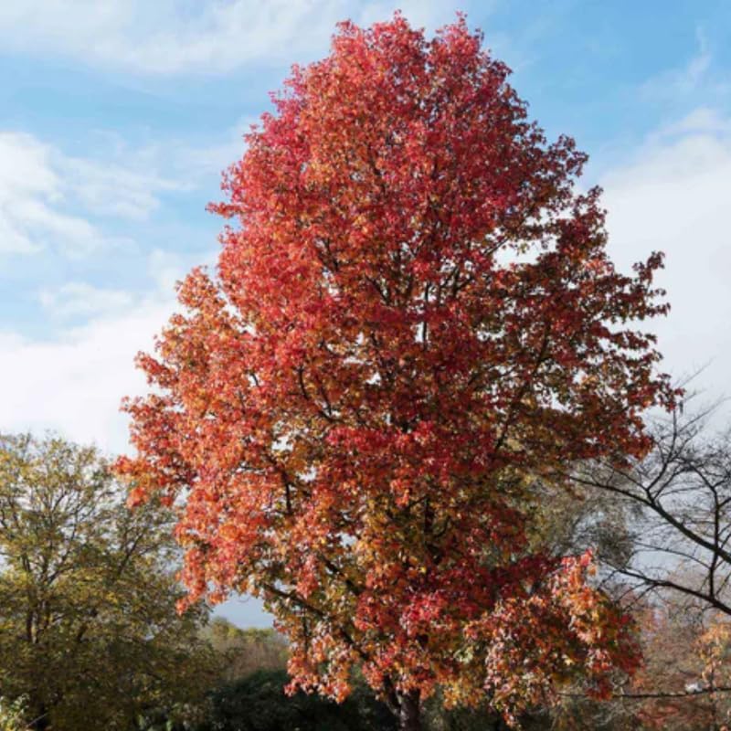 10 Sweet Gum Tree Live Plant 1-2ft Tall | Established Native Tree | Ready to Plant Shade Tree for Backyard