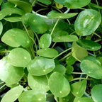 Pilea Peperomioides Live House Plant in 4'' Inch Pot | Chinese Money Plant Live for Planting| Compact Indoor Plant for Modern Home & Office Settings | Real Plants for Easy Indoor Gardening