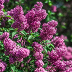 Purple Lilac Bush Live Plant in Medium Pot, 8-12" Tall Fast Growing Lilac Plants Live, Easy Care, Fragrant Flowering Shrubs, Perfect for Gardens & Landscaping