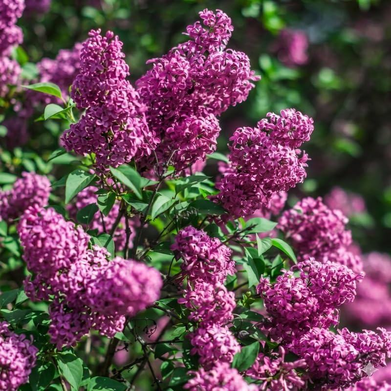 Purple Lilac Bush Live Plant in Medium Pot, 8-12" Tall Fast Growing Lilac Plants Live, Easy Care, Fragrant Flowering Shrubs, Perfect for Gardens & Landscaping
