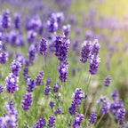 2 English Lavender Live Plant, 3" Pot, Fragrant Lavandula Angustifolia Flower, Live Lavender Plants for Inside Windowsills or Outdoor Gardens