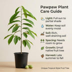Pawpaw Tree Live Plant for Planting in Quart Pot, 12 to 18 Inch Tall, Easy Care Tropical-Style Fruit Plant for Sunny Outdoor Spots